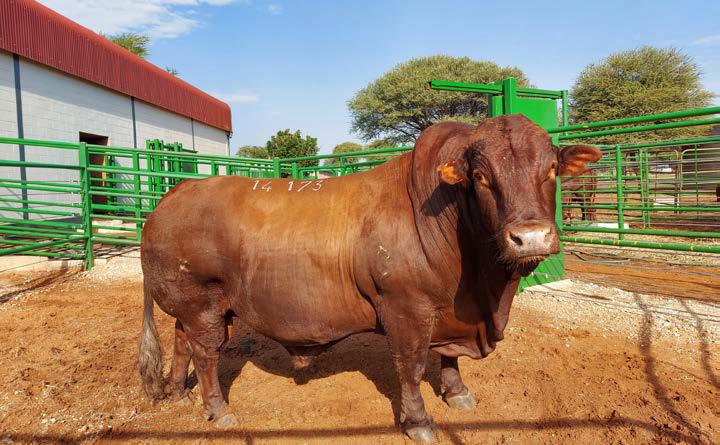 BONSMARA CATTLE | CALVES | BULLS