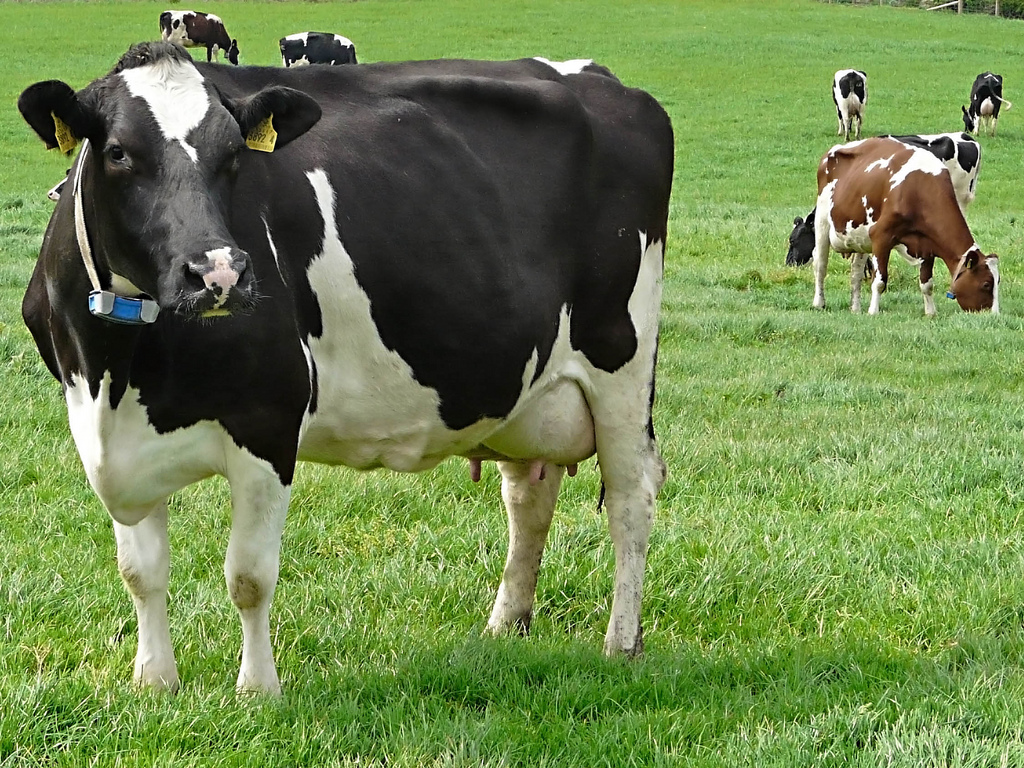 BUY HOLSTEIN FRIESIAN COWS | HEIFERS | BULLS | CALVES