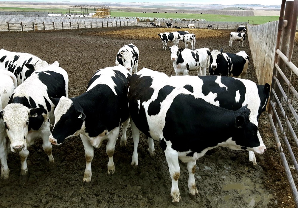 BUY HOLSTEIN FRIESIAN COWS | HEIFERS | BULLS | CALVES