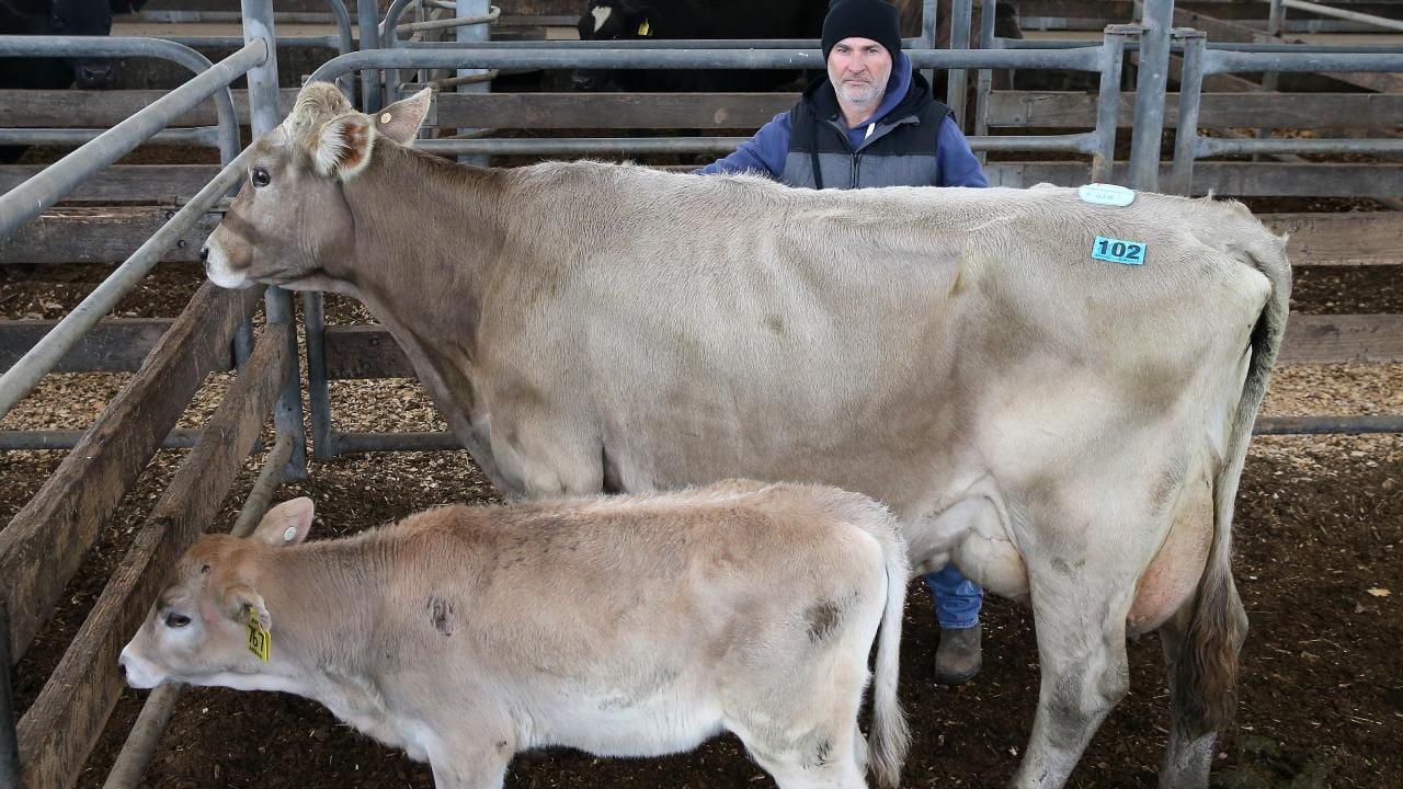 BUY BROWN SWISS COWS | BRAUNVIEH CATTLE