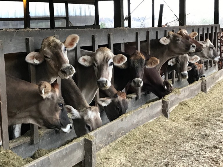 BUY BROWN SWISS COWS | BRAUNVIEH CATTLE