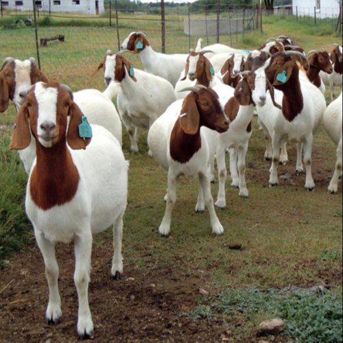 BUY PUREBRED BOER GOATS