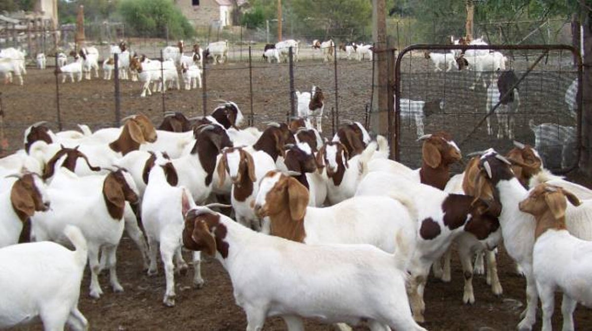 BUY PUREBRED BOER GOATS