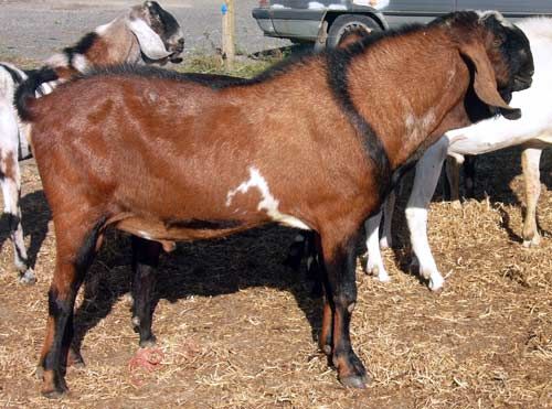 BUY ANGLO-NUBIAN GOATS