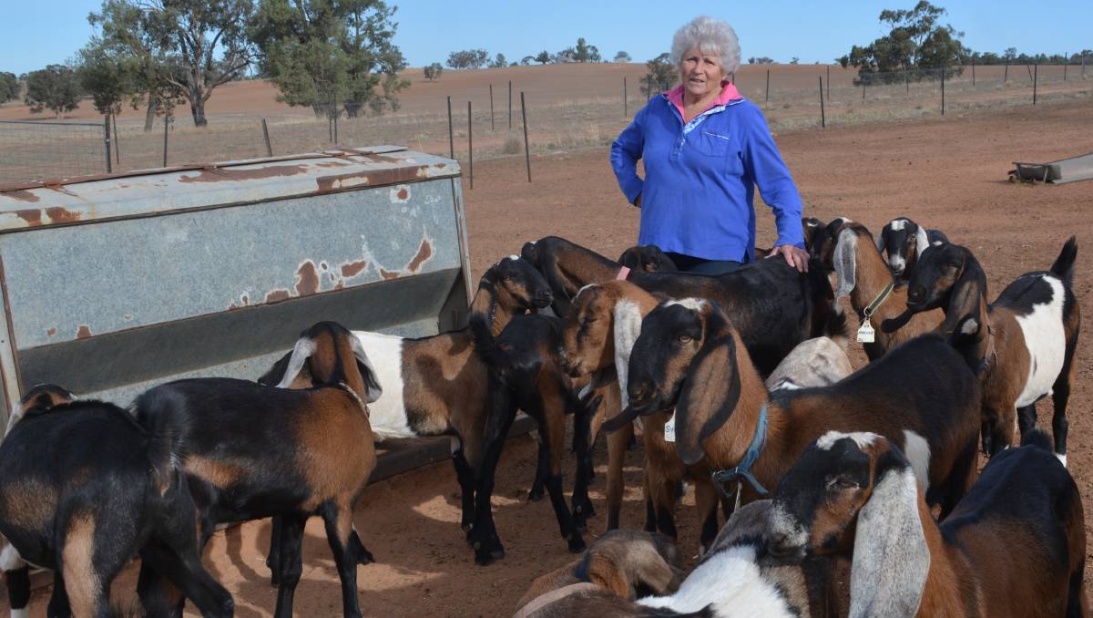 BUY ANGLO-NUBIAN GOATS