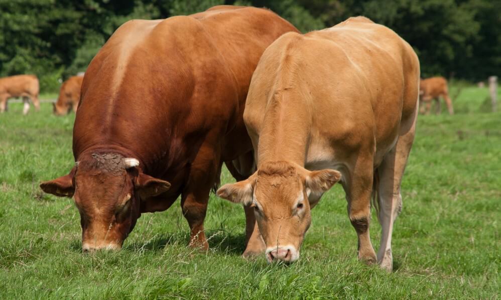 BUY LIMOUSIN HEIFERS | CALVES | BULLS