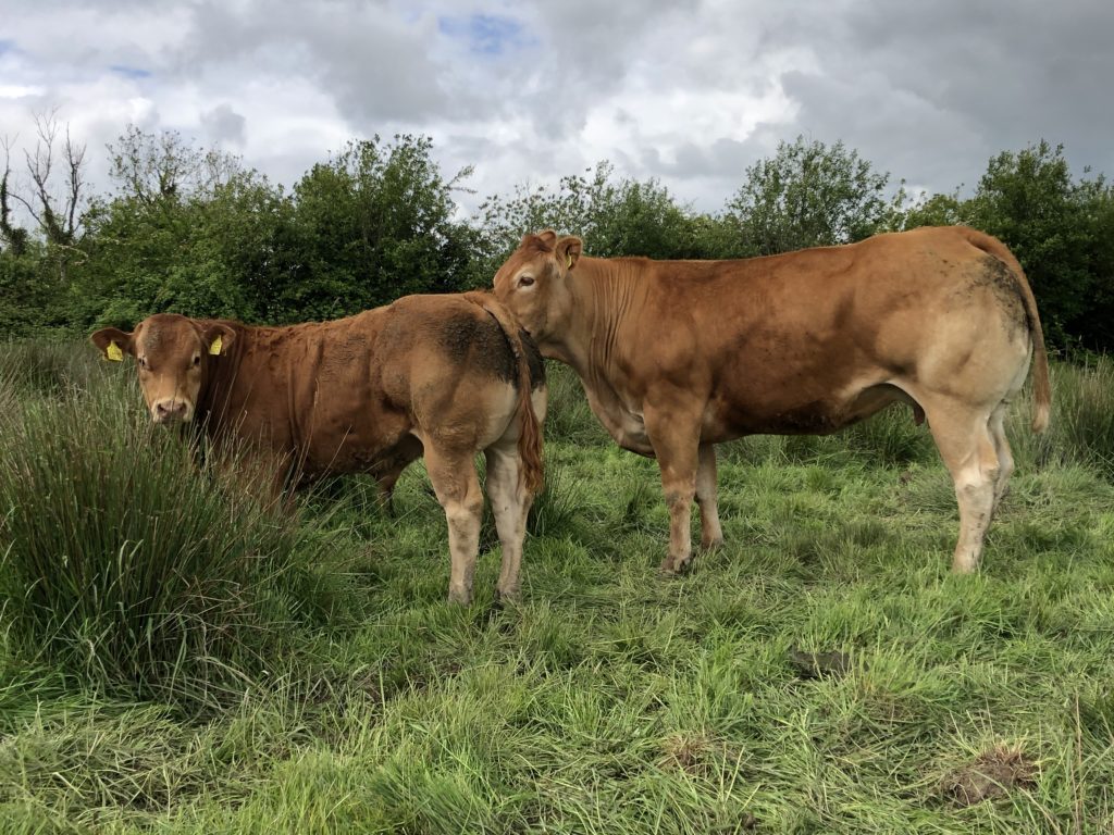 BUY LIMOUSIN HEIFERS | CALVES | BULLS