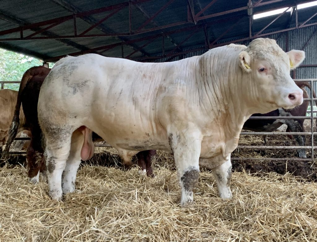 BUY CHAROLAIS COWS | CALVES | BULLS