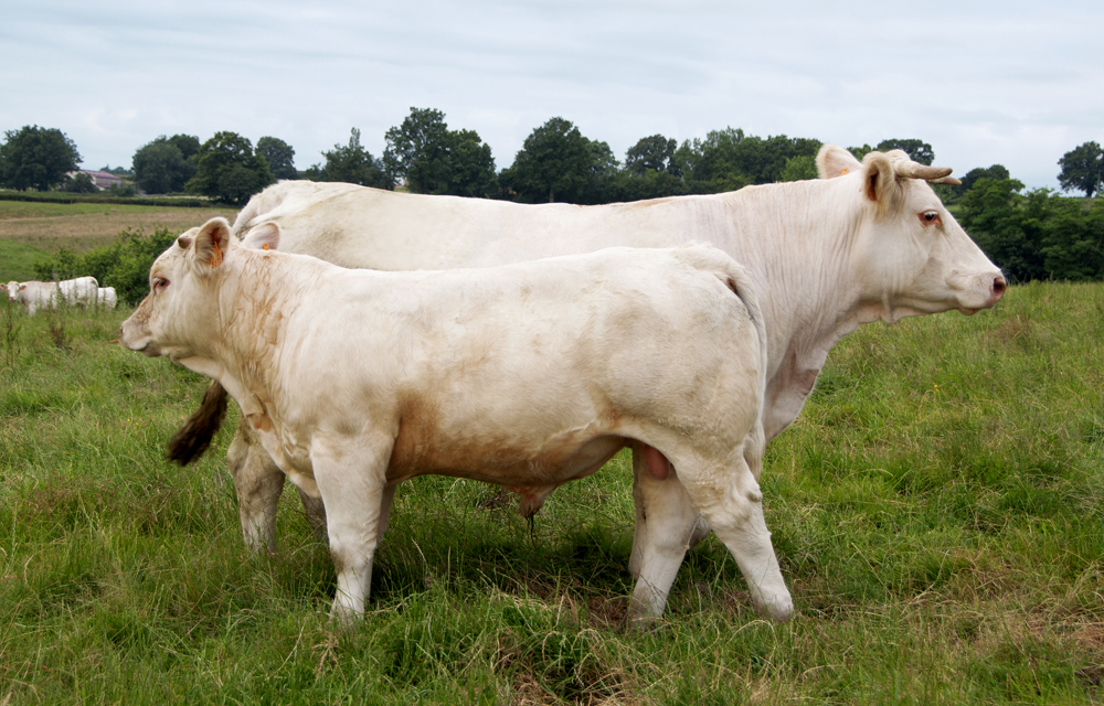 BUY CHAROLAIS COWS | CALVES | BULLS