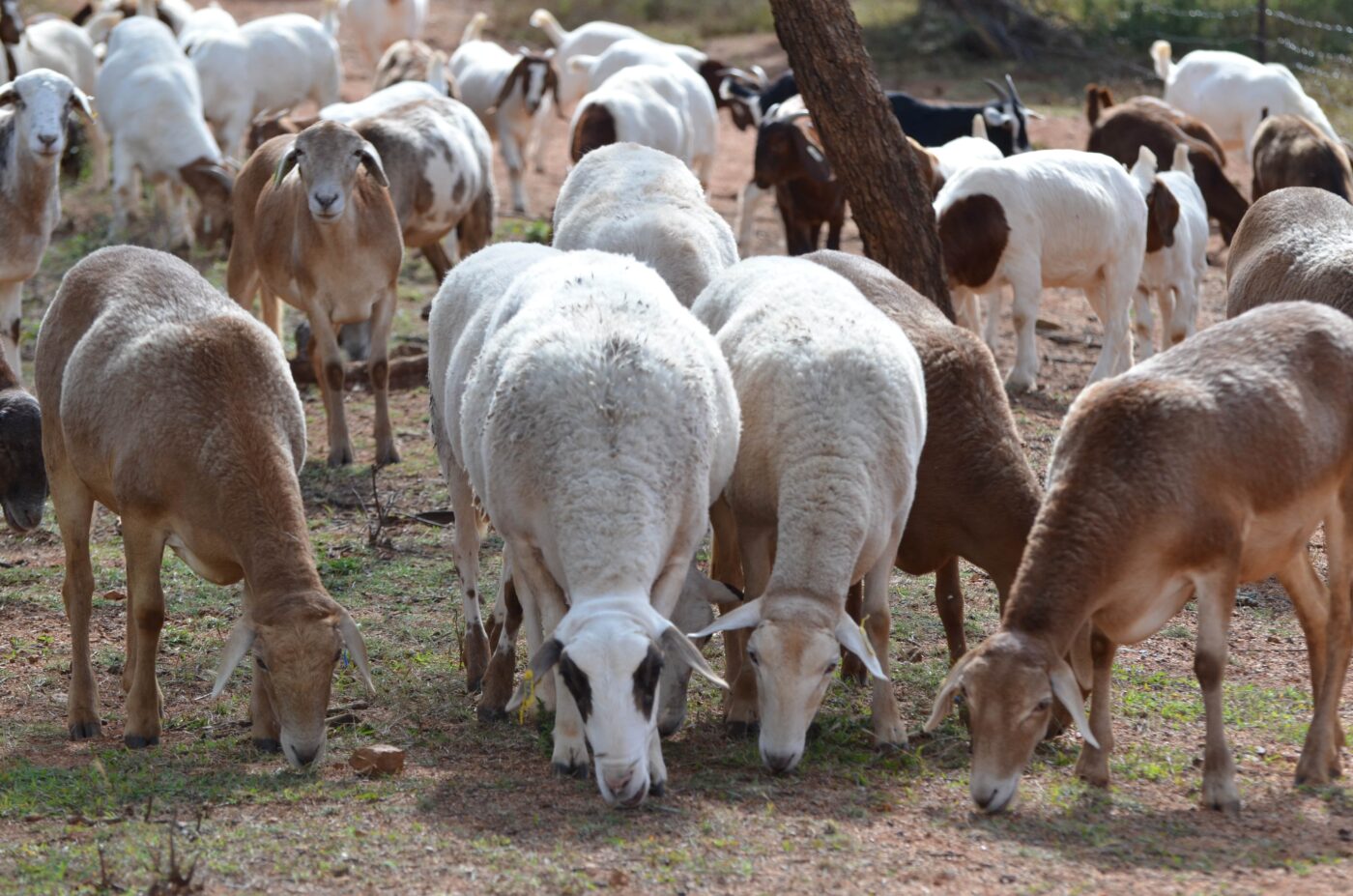 BUY MEATMASTERS SHEEP | EWES | RAMS | LAMBS