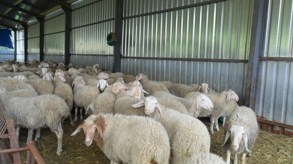 BUY ASSAF SHEEP | LAMBS | EWES | RAMS