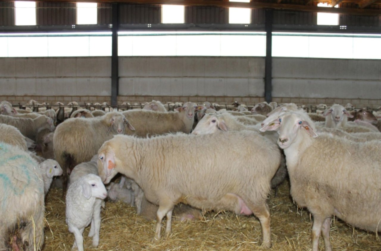 BUY ASSAF SHEEP | LAMBS | EWES | RAMS