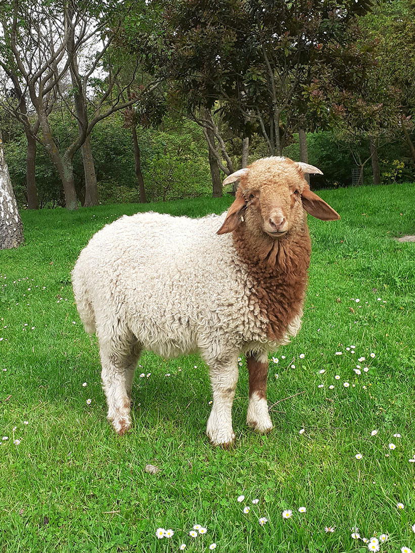 BUY AWASSI SHEEP | LAMBS | EWES | RAMS