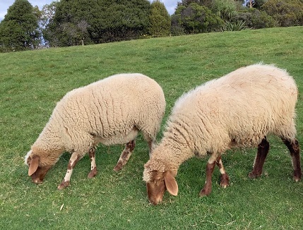 BUY AWASSI SHEEP | LAMBS | EWES | RAMS