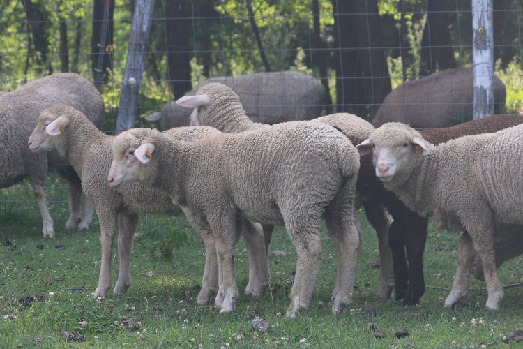 BUY MERINO SHEEP | LAMBS | EWES | RAMS