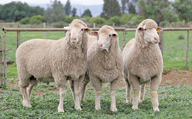 BUY MERINO SHEEP | LAMBS | EWES | RAMS