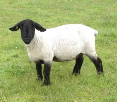 BUY SUFFOLK SHEEP | LAMBS | EWES | RAMS