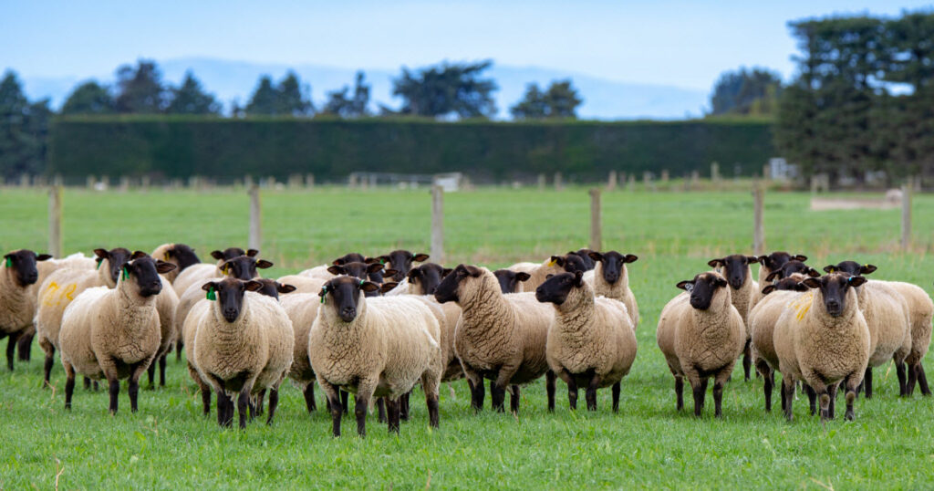 BUY SUFFOLK SHEEP | LAMBS | EWES | RAMS