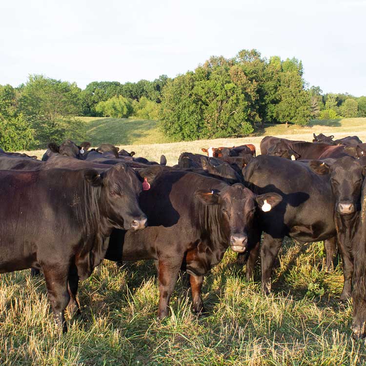 Angus Cattle for sale