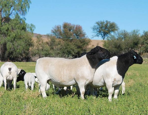 Dorper Sheep for sale