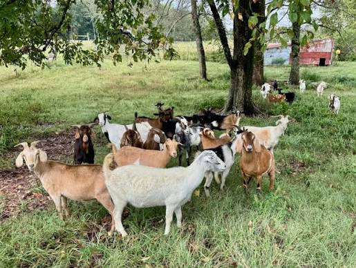 Kiko Goats for sale